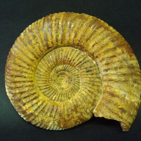 ANMONITES Perisphinctes (Perisphinctes) sp.