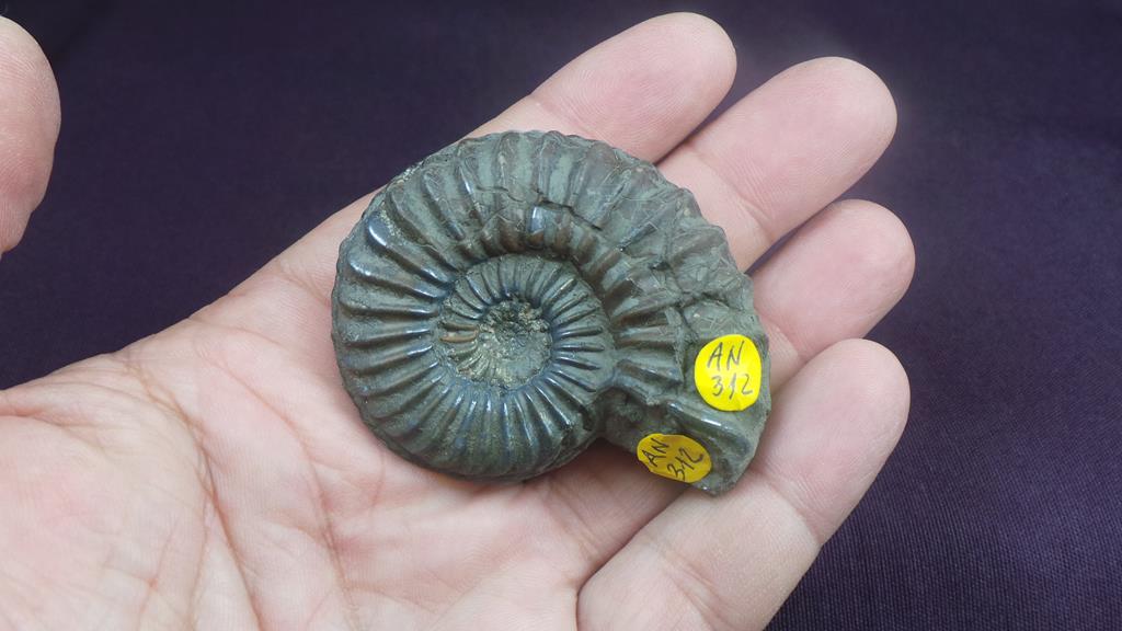 fossil dating based on the location of fossils in strata fossil dating based on the location of fossils in strata