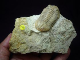 Asaphus plautini(SCHMIDT,1898)