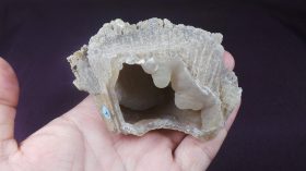 Montastraea sp.(BLAINVILLE,1830)