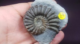 Pleuroceras spinatum(BRUGUIÉRE,1789)