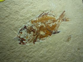 Stichocentrus elegans (GAUDANT,1969) Stichocentrus (PATTERSON,1967)