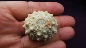 Heterocentrotus mammillatus(LINNAEUS, 1758)